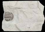 Wide Enrolled Eldredgeops Trilobite In Shale - Ohio #46592-1